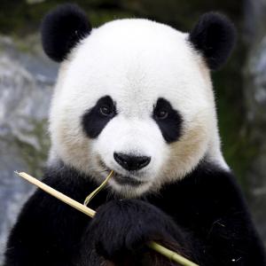 Panda_
