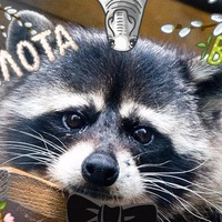 Александр Салтаев