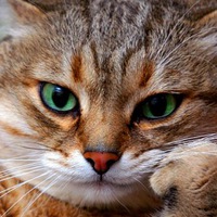 Даниил Федотов