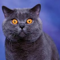 Максим Савочкин