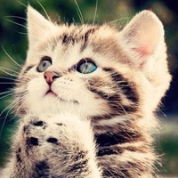 Дмитрий Котик