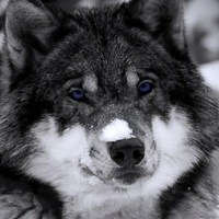 Муслим Эльмурзаев