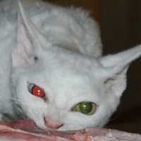 Николай Бусов